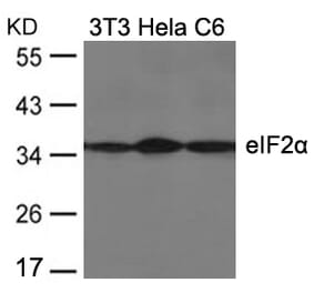 Western blot - eIF2a (Ab-51) Antibody from Signalway Antibody (21271) - Antibodies.com