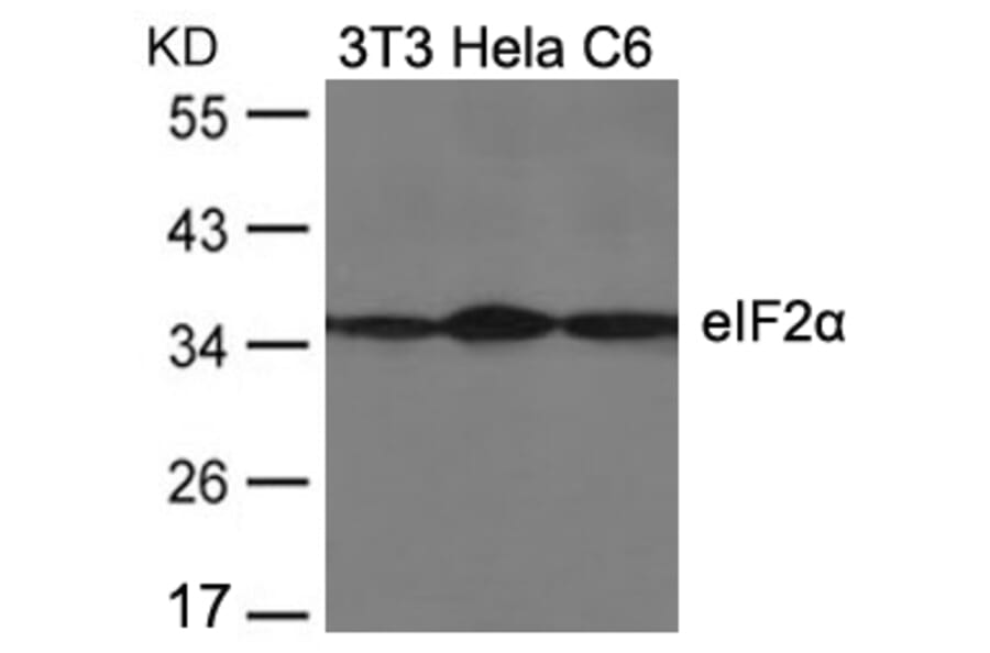 Western blot - eIF2a (Ab-51) Antibody from Signalway Antibody (21271) - Antibodies.com