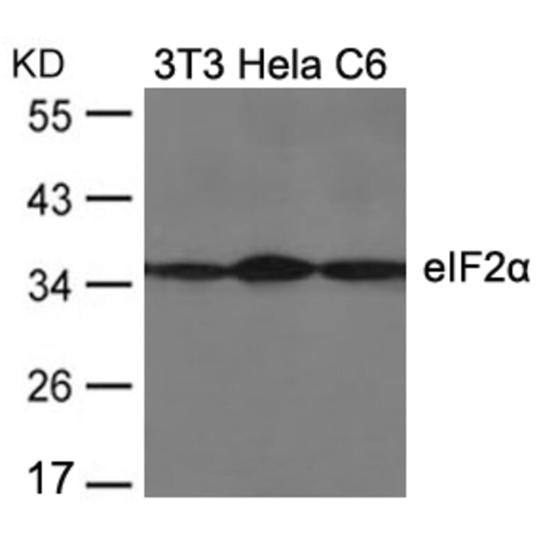 Western blot - eIF2a (Ab-51) Antibody from Signalway Antibody (21271) - Antibodies.com