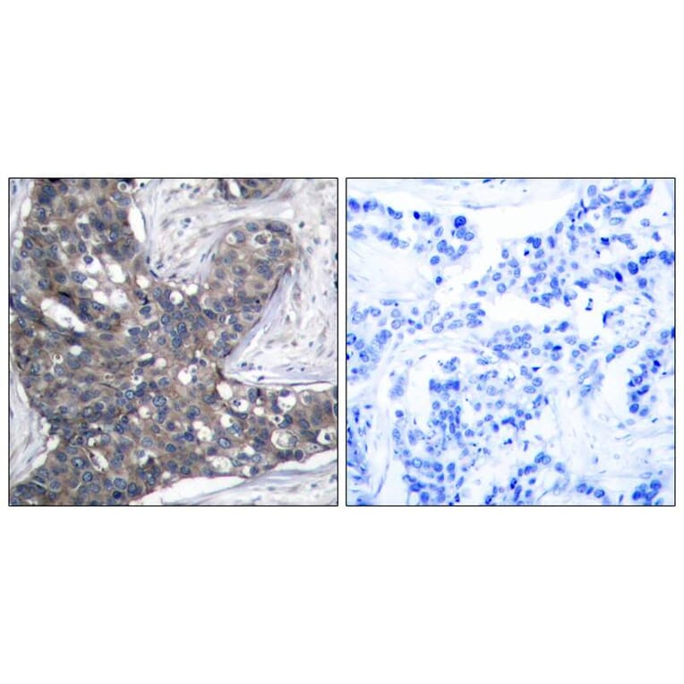 Immunohistochemistry - eIF2a (Ab-51) Antibody from Signalway Antibody (21271) - Antibodies.com