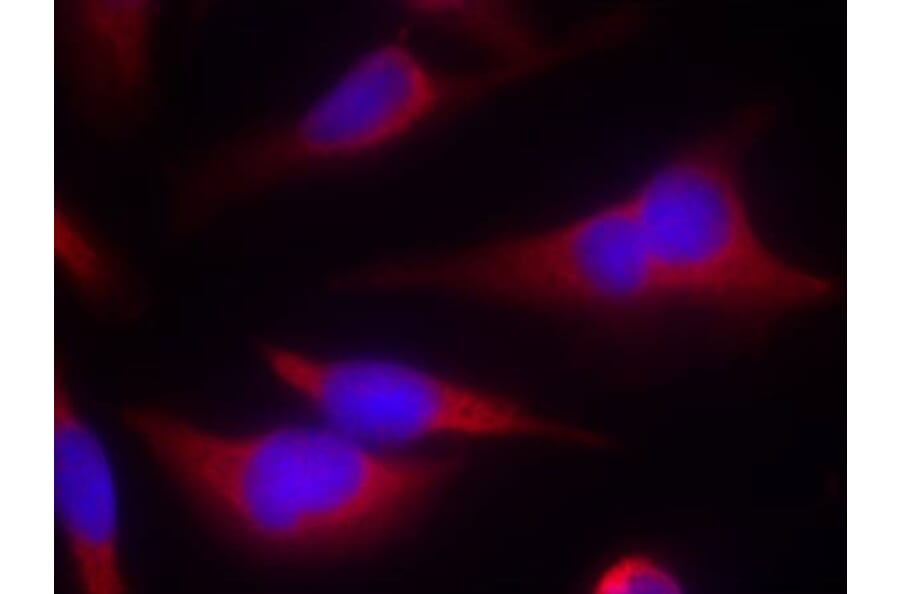 Immunofluorescence - eIF2a (Ab-51) Antibody from Signalway Antibody (21271) - Antibodies.com