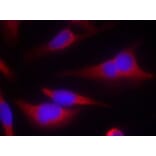 Immunofluorescence - eIF2a (Ab-51) Antibody from Signalway Antibody (21271) - Antibodies.com