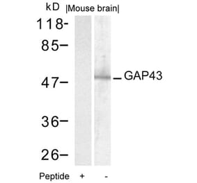 Western blot - GAP43 (Ab-41) Antibody from Signalway Antibody (21273) - Antibodies.com