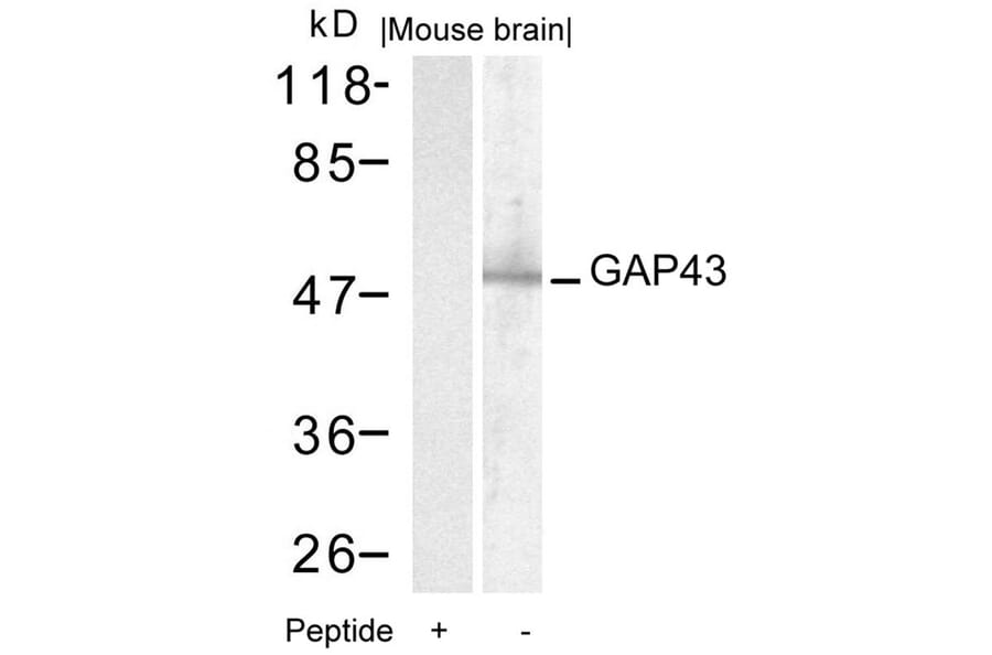 Western blot - GAP43 (Ab-41) Antibody from Signalway Antibody (21273) - Antibodies.com