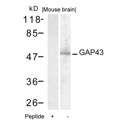 Western blot - GAP43 (Ab-41) Antibody from Signalway Antibody (21273) - Antibodies.com