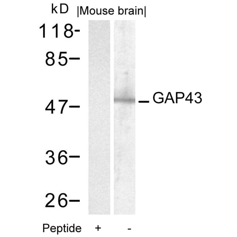 Western blot - GAP43 (Ab-41) Antibody from Signalway Antibody (21273) - Antibodies.com