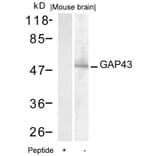 Western blot - GAP43 (Ab-41) Antibody from Signalway Antibody (21273) - Antibodies.com