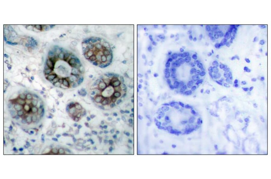 Immunohistochemistry - GAP43 (Ab-41) Antibody from Signalway Antibody (21273) - Antibodies.com