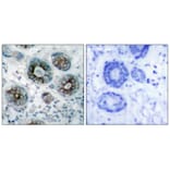 Immunohistochemistry - GAP43 (Ab-41) Antibody from Signalway Antibody (21273) - Antibodies.com