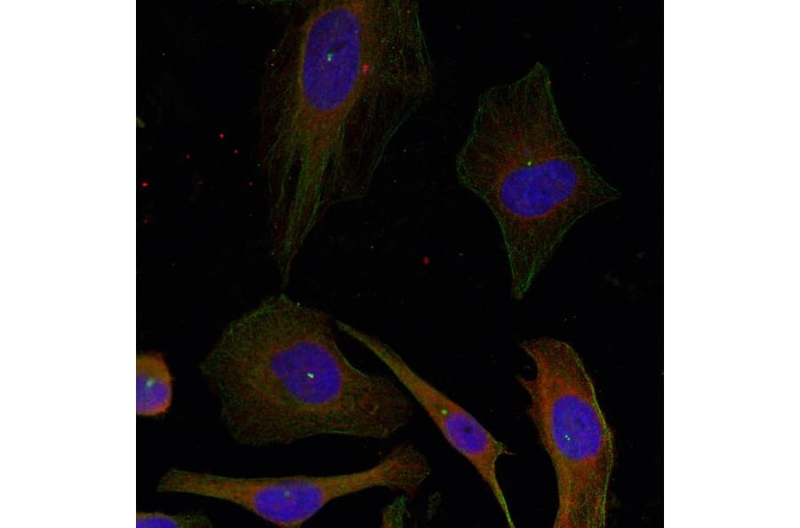 Immunofluorescence - GAP43 (Ab-41) Antibody from Signalway Antibody (21273) - Antibodies.com