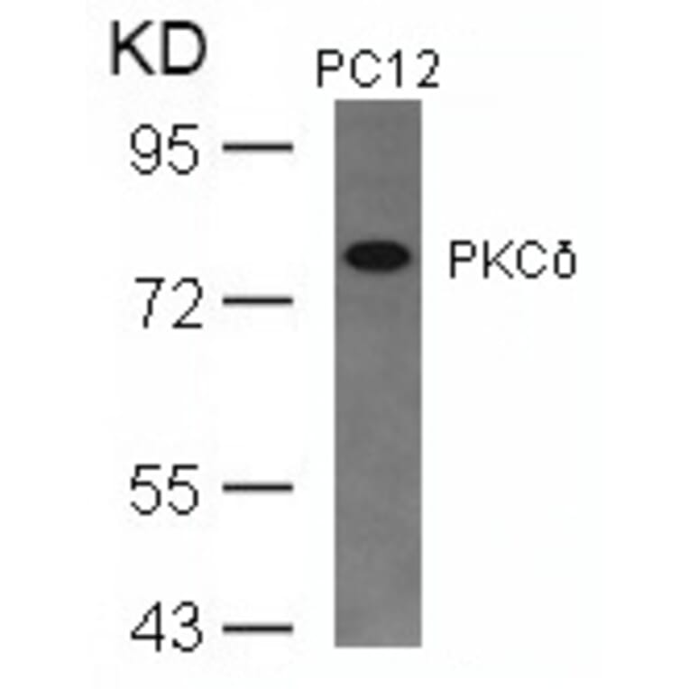 Western blot - PKCd (Ab-645) Antibody from Signalway Antibody (21288) - Antibodies.com