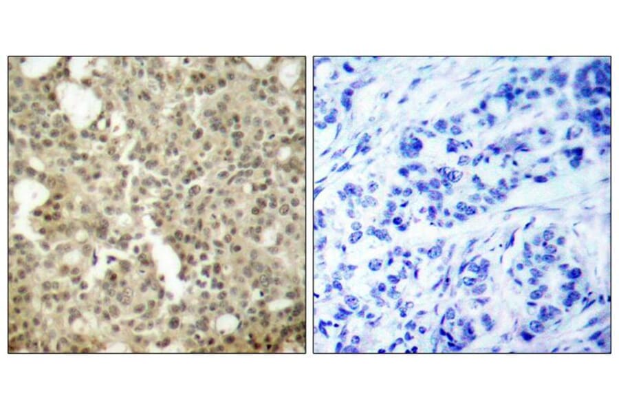 Immunohistochemistry - PKCd (Ab-645) Antibody from Signalway Antibody (21288) - Antibodies.com
