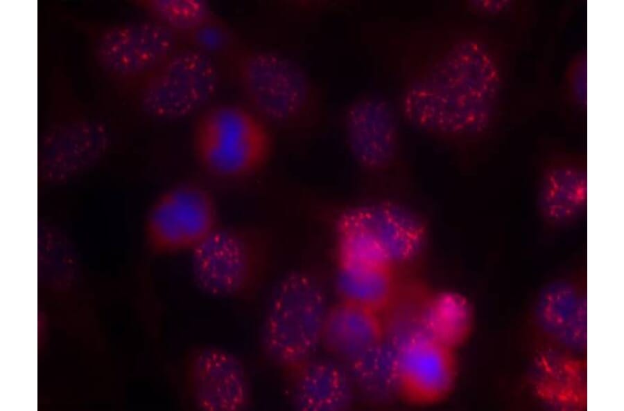 Immunofluorescence - PKCd (Ab-645) Antibody from Signalway Antibody (21288) - Antibodies.com