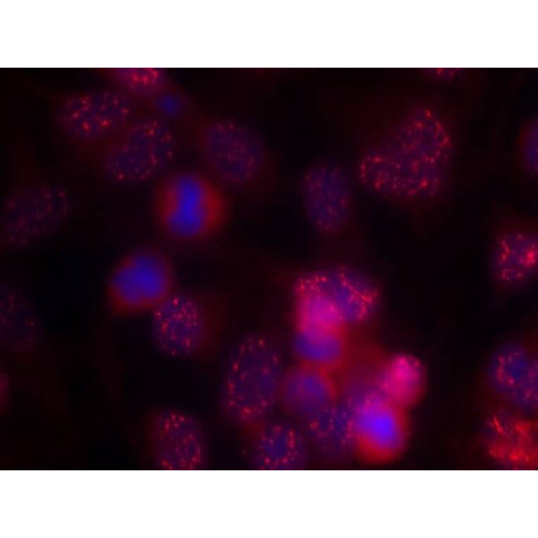 Immunofluorescence - PKCd (Ab-645) Antibody from Signalway Antibody (21288) - Antibodies.com