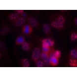 Immunofluorescence - PKCd (Ab-645) Antibody from Signalway Antibody (21288) - Antibodies.com