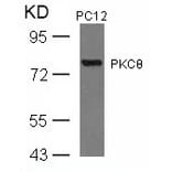 Western blot - PKCth (Ab-676) Antibody from Signalway Antibody (21289) - Antibodies.com