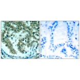 Immunohistochemistry - PKCth (Ab-676) Antibody from Signalway Antibody (21289) - Antibodies.com