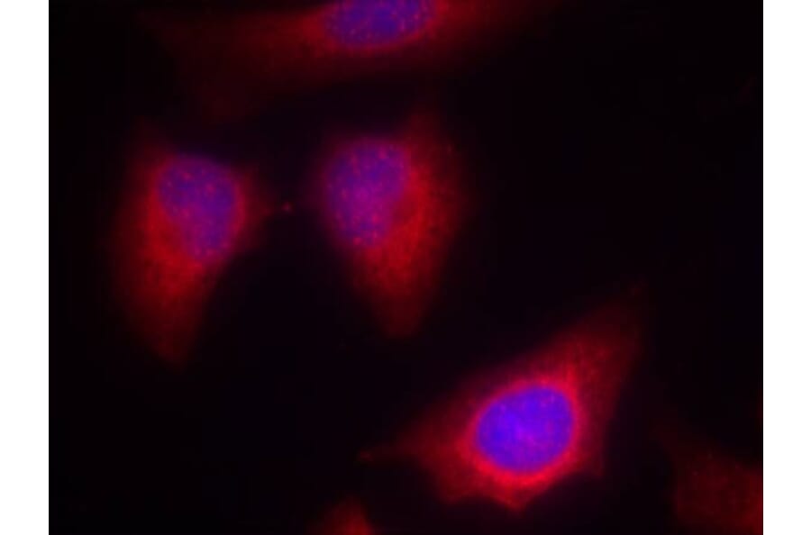 Immunofluorescence - PKCth (Ab-676) Antibody from Signalway Antibody (21289) - Antibodies.com