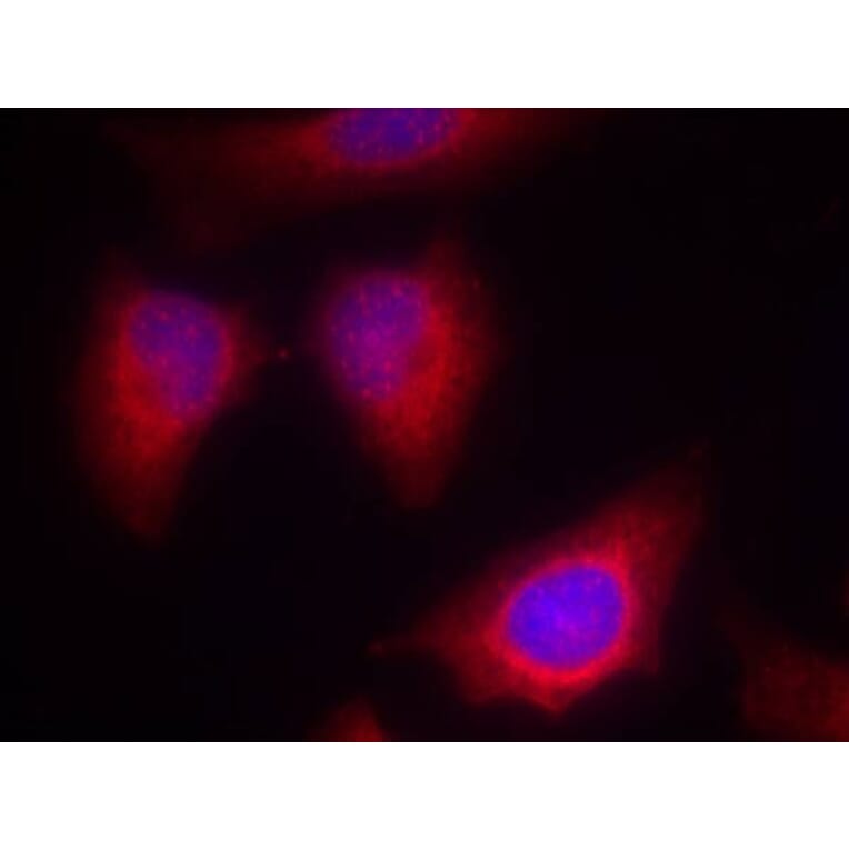 Immunofluorescence - PKCth (Ab-676) Antibody from Signalway Antibody (21289) - Antibodies.com