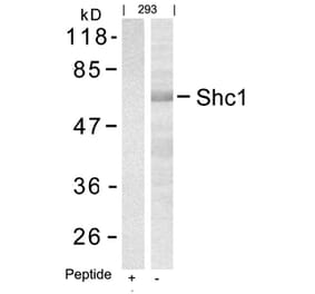 Western blot - Shc1 (Ab-427) Antibody from Signalway Antibody (21317) - Antibodies.com