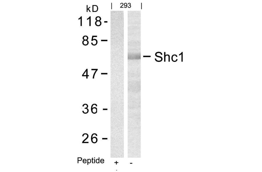 Western blot - Shc1 (Ab-427) Antibody from Signalway Antibody (21317) - Antibodies.com