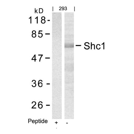 Western blot - Shc1 (Ab-427) Antibody from Signalway Antibody (21317) - Antibodies.com