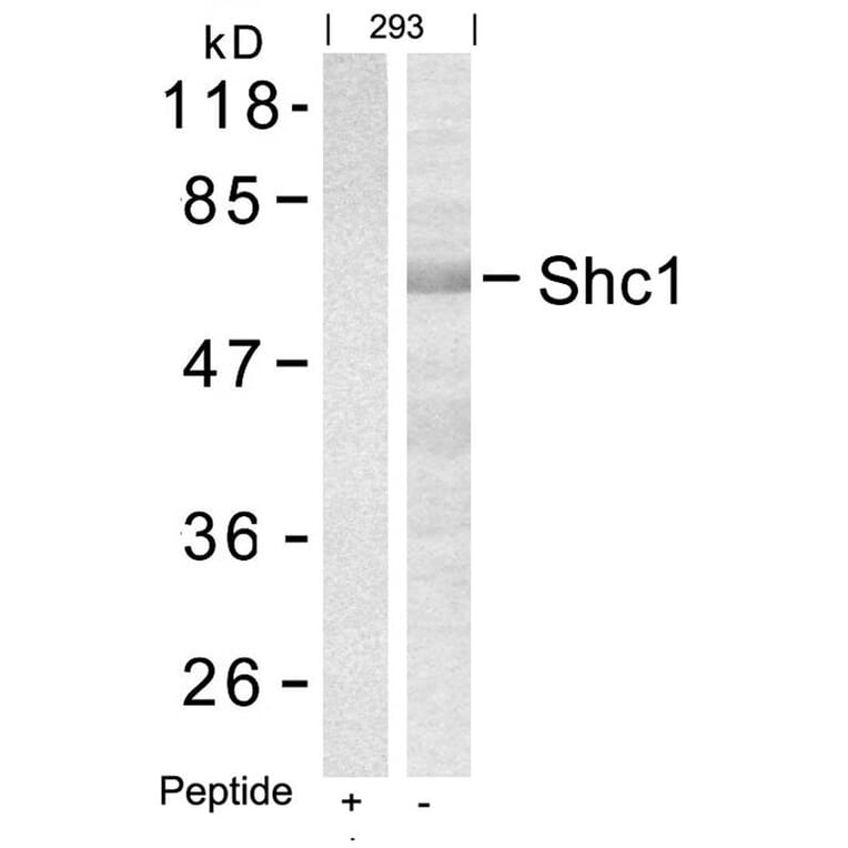 Western blot - Shc1 (Ab-427) Antibody from Signalway Antibody (21317) - Antibodies.com