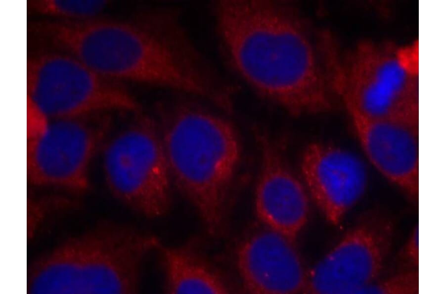 Immunofluorescence - Shc1 (Ab-427) Antibody from Signalway Antibody (21317) - Antibodies.com
