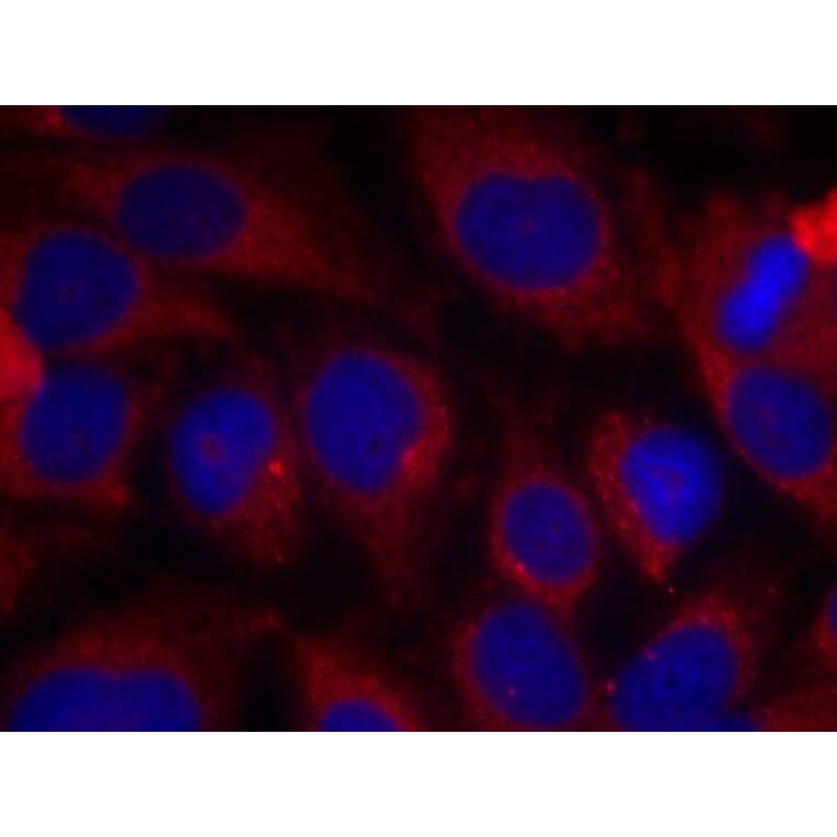 Immunofluorescence - Shc1 (Ab-427) Antibody from Signalway Antibody (21317) - Antibodies.com