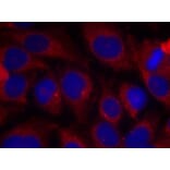 Immunofluorescence - Shc1 (Ab-427) Antibody from Signalway Antibody (21317) - Antibodies.com