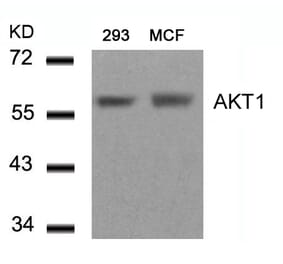 Western blot - AKT1 (Ab-450) Antibody from Signalway Antibody (21502) - Antibodies.com