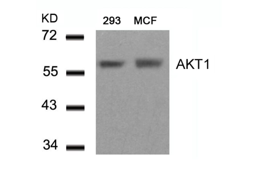 Western blot - AKT1 (Ab-450) Antibody from Signalway Antibody (21502) - Antibodies.com
