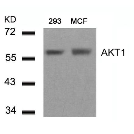 Western blot - AKT1 (Ab-450) Antibody from Signalway Antibody (21502) - Antibodies.com