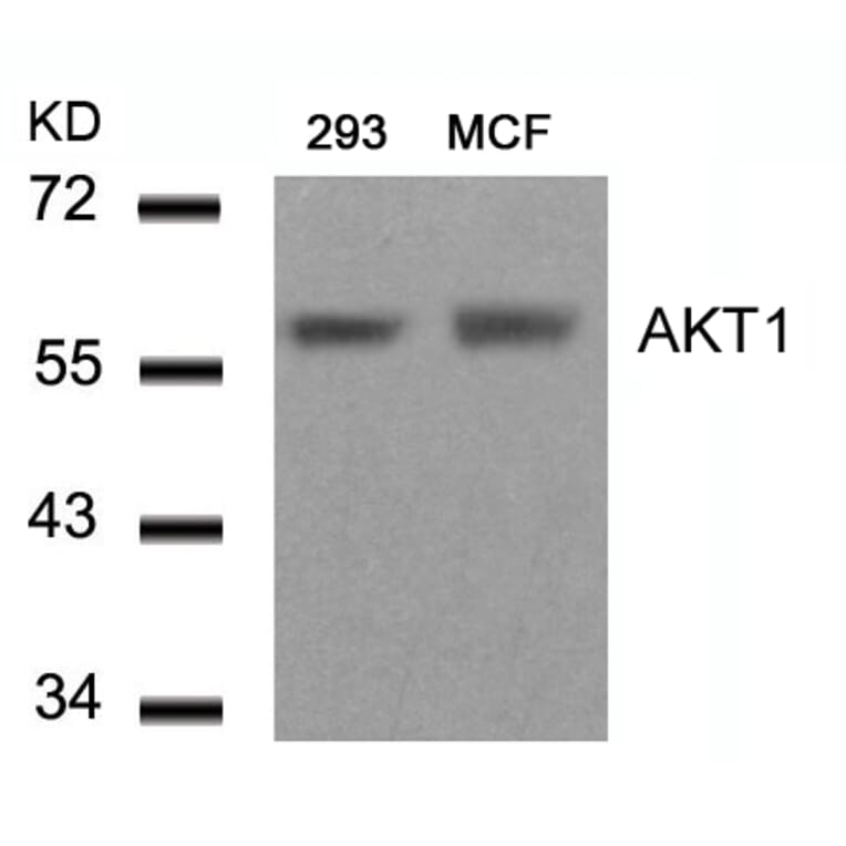 Western blot - AKT1 (Ab-450) Antibody from Signalway Antibody (21502) - Antibodies.com