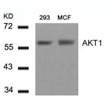 Western blot - AKT1 (Ab-450) Antibody from Signalway Antibody (21502) - Antibodies.com