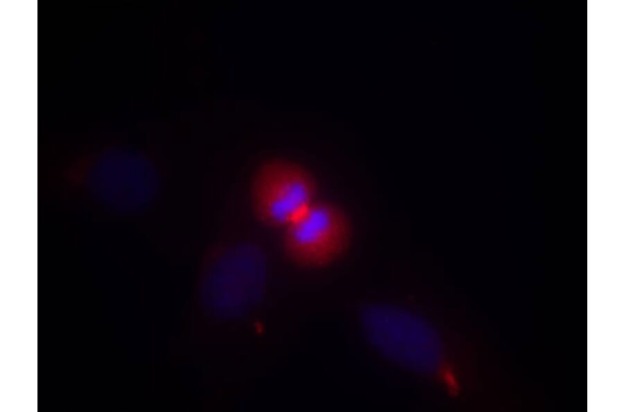 Immunofluorescence - AKT1 (Ab-450) Antibody from Signalway Antibody (21502) - Antibodies.com