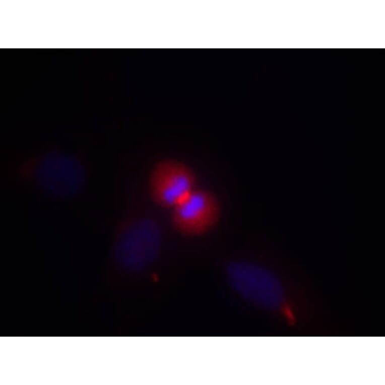 Immunofluorescence - AKT1 (Ab-450) Antibody from Signalway Antibody (21502) - Antibodies.com