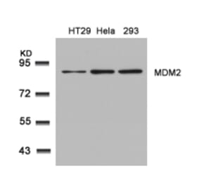 Western blot - MDM2 (Ab-166) Antibody from Signalway Antibody (21550) - Antibodies.com