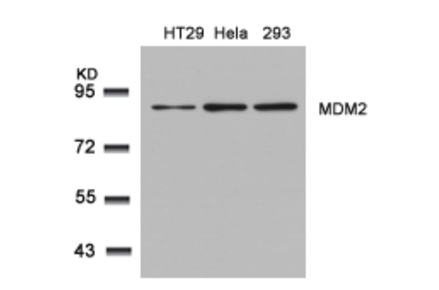 Western blot - MDM2 (Ab-166) Antibody from Signalway Antibody (21550) - Antibodies.com