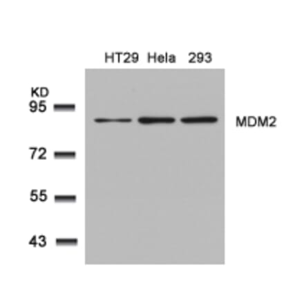 Western blot - MDM2 (Ab-166) Antibody from Signalway Antibody (21550) - Antibodies.com