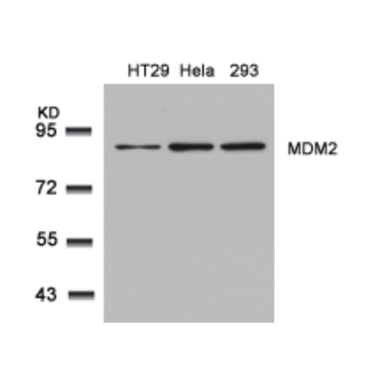 Western blot - MDM2 (Ab-166) Antibody from Signalway Antibody (21550) - Antibodies.com