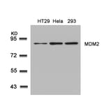 Western blot - MDM2 (Ab-166) Antibody from Signalway Antibody (21550) - Antibodies.com