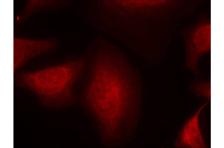 Immunofluorescence - MDM2 (Ab-166) Antibody from Signalway Antibody (21550) - Antibodies.com