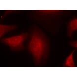 Immunofluorescence - MDM2 (Ab-166) Antibody from Signalway Antibody (21550) - Antibodies.com
