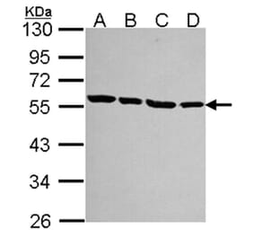 alpha Tubulin antibody from Signalway Antibody (22038) - Antibodies.com