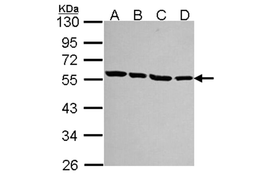 alpha Tubulin antibody from Signalway Antibody (22038) - Antibodies.com