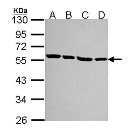 alpha Tubulin antibody from Signalway Antibody (22038) - Antibodies.com