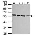 alpha Tubulin antibody from Signalway Antibody (22038) - Antibodies.com