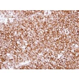 Immunohistochemistry - alpha Tubulin antibody from Signalway Antibody (22038) - Antibodies.com