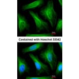 Immunofluorescence - alpha Tubulin antibody from Signalway Antibody (22038) - Antibodies.com